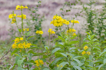 Little Yellow Flowers