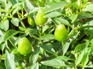 Growing green chilis