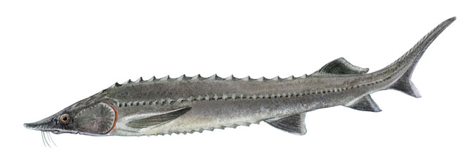 Naklejka premium Freshwater fish of the Far East - sturgeon, Isolated on a white background, drawings watercolor