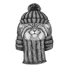 Wild cat Manul wearing knitted hat and scarf