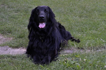 flat coated retriever
