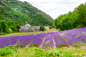 Abbey of Senanque and blooming rows lavender flowers - obrazy, fototapety, plakaty