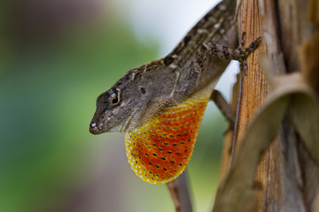 Anole with dewlap