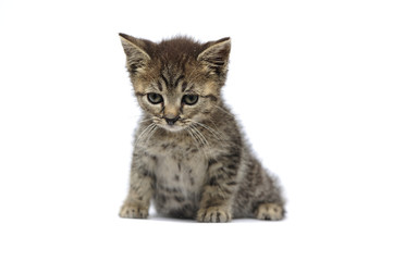 animal, cat, catus, domestic, domesticated, domestics, pretty, puppy, pure, curious, inquisitive, natural, wide,