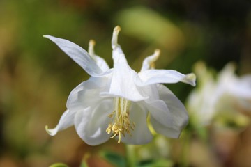 White columbine flower