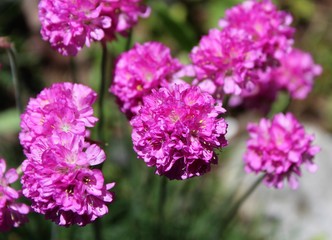Obraz premium Armeria flowers in bloom 