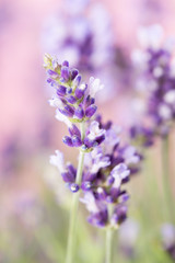 Lavender flowers.