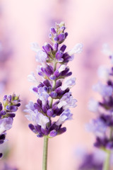 Fototapeta premium Lavender flowers.