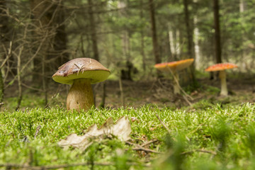 Imleria badia with Amanita muscaria in background
