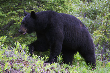 Obraz na płótnie Canvas Black bear in Jasper National Park, Canada