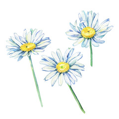 Set of the branches flowering daisies (Bellis perennis, bruisewort, woundwort, chamomile, camomile) © arxichtu4ki
