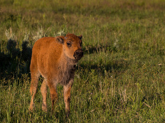 American bison in the Lamar Valley in Yellowstone National Park, Wyoming
