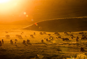 American bison in the Lamar Valley in Yellowstone National Park, Wyoming
