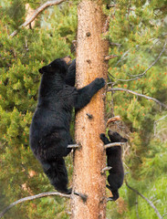 Cute black bear cub in Yellowstone National Park, Wyoming
