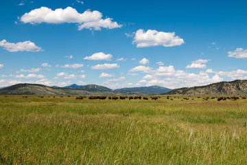 Obraz premium Grand Teton National Park, Wyoming, United States