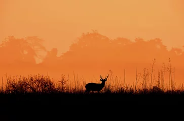 Foto op Plexiglas Deer in the meadow A black silhouette Orange background Beautiful forest atmosphere. © A_visual