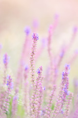 Wild flowers of the lilac color with the soft colors. The pastel shades .