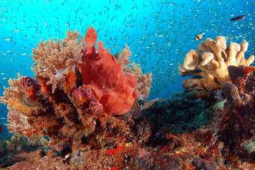 Orange frog fish with coral In the beautiful blue sea.