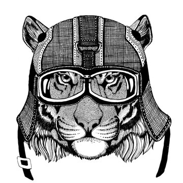 Wild tiger wearing motorcycle helmet, aviator helmet Illustration for t-shirt, patch, logo, badge, emblem, logotype Biker t-shirt with wild animal
