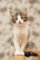 small kitten of gray color with a white breast, female, sitting on wooden rails