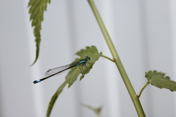 A blue dragonfly sits on a green leaf.