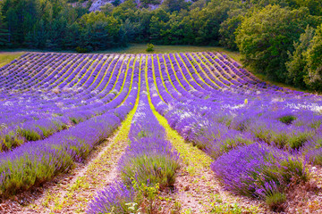 Lavender fields near Valensole in Provence, France.