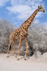 vibrant giraffe in namibia