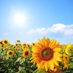 Obraz premium Wunderschöne Sonnenblume mit einer Biene