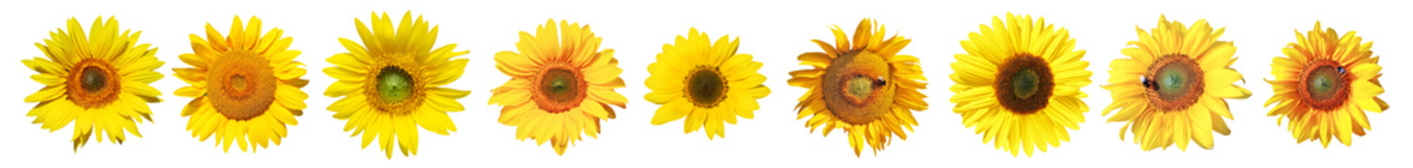 Fototapeta premium Sonnenblumen auf weissem Hintergrund