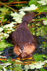 Biber, beaver