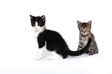 animals, cats, ear, emotion, empty, expression, eyes, young, domestic, domestic animal, 