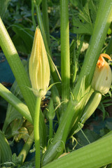 closeup of unripe zucchini yet on the plant