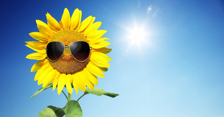 Sonnenblume mit Sonnenbrille