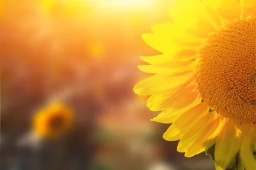 Raamstickers Zonnebloem Wunderschöne Sonnenblume