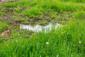 A small puddle in the grass and flowers buttercups