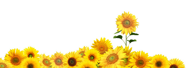 Obraz premium Sonnenblumen auf weissem Hintergrund