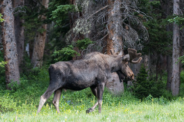 Obraz na płótnie Canvas Shiras Moose of The Colorado Rocky Mountains