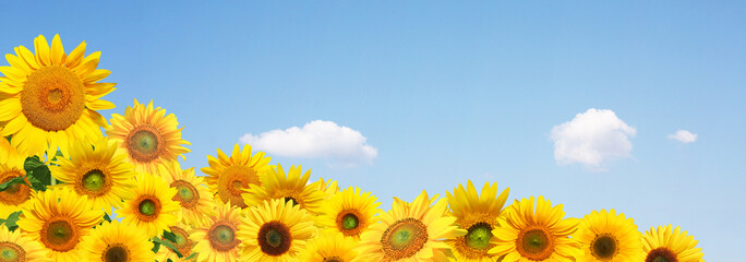 Obraz premium Wunderschöne Sonnenblumen