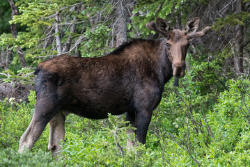 Shiras Moose of The Colorado Rocky Mountains