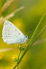 Celastrina argiolus