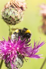 bumblebee on a purple flower