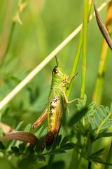 Meadow grasshopper on grass