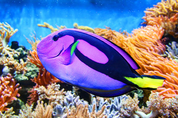 Fototapeta na wymiar Colorful fish