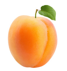 Fototapeta na wymiar apricot isolated on a white background