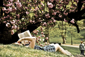 lecture sous cerisier