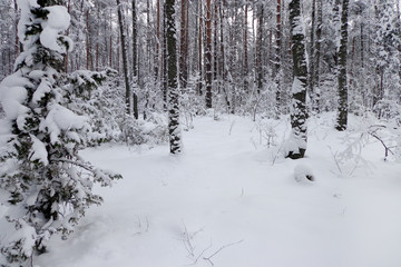 Winter forest