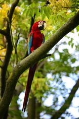 Parrot ara chloropterus, Red-and-green macaw on tree