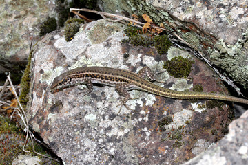 Fototapeta premium lucertola tirrenica (Podarcis tiliguerta, femmina) presente esclusivamente in Sardegna e Corsica