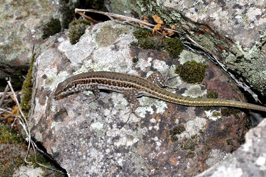 lucertola tirrenica (Podarcis tiliguerta, femmina) presente esclusivamente in Sardegna e Corsica