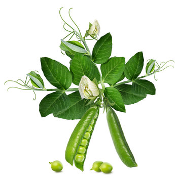 green peas with leaves on white
